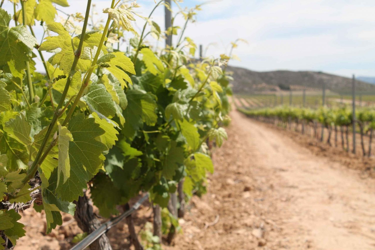 Vineyards of Alicante: Wine Tasting Tour