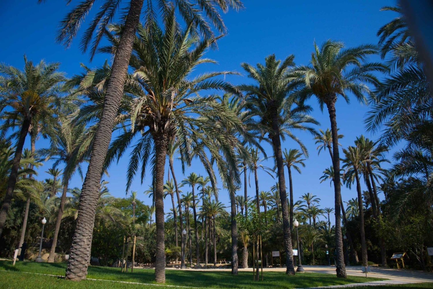 Torrevieja: Lokal marknad och panoramisk tur
