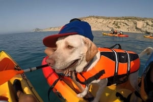 Villajoyosa: Kayaking with the man's best friend, your dog