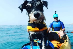 Villajoyosa: Kayaking with the man's best friend, your dog