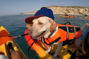 ビジャホヨサ: 男の親友であるあなたの犬と一緒にカヤックに乗る