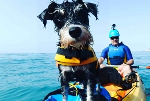 ビジャホヨサ: 男の親友であるあなたの犬と一緒にカヤックに乗る