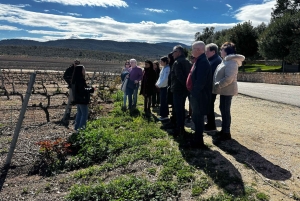 地元のワイナリー訪問：アリカンテ発、フォンディリョン博物館とアルマザラへのバンでの移動