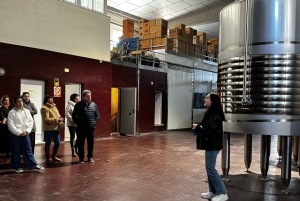 地元のワイナリー訪問：アリカンテ発、フォンディリョン博物館とアルマザラへのバンでの移動