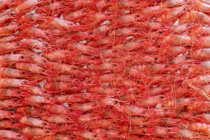 Посетите Санта-Пола и ее маяк из Аликанте с легким перекусом, небольшие группы.