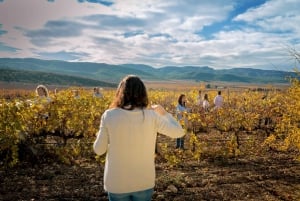 Vinprovning på den bästa vingården i Spanien från Alicante