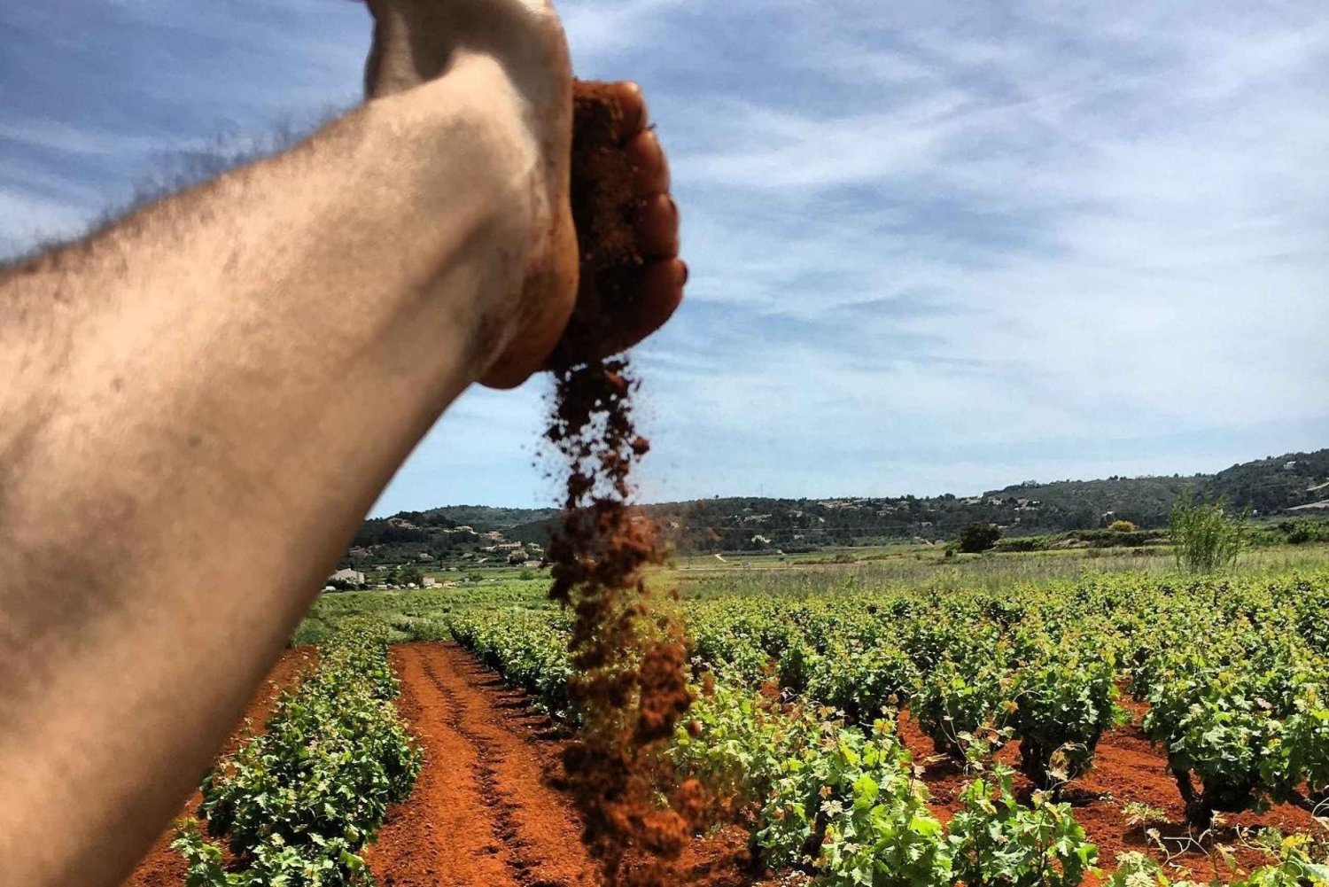 Xalo : visite du vignoble avec dégustation de vin et collations