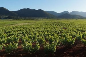 Xalo: Vineyard Tour with Wine Tasting and Snacks