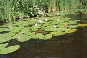 Amsterdam 5-Hour Guided Canoe Trip in the Wetlands