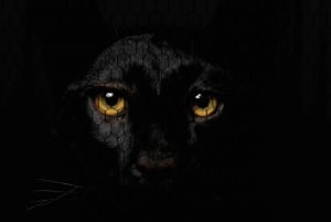 Art Zoo Museum: Taide kohtaa luonnon 1600-luvun talossa