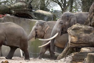 Amsterdam: ARTIS Royal Zoo ja ARTIS Groote Museum lippu.