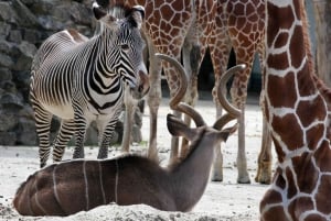 Amsterdam: ARTIS Royal Zoo ja ARTIS Groote Museum lippu.