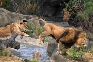 Amsterdam: ARTIS Royal Zoo and ARTIS Groote Museum Ticket