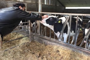 Amsterdam:: Cykeludlejning med gratis app til selvguidet tur