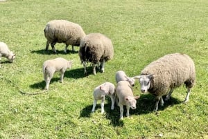 Amsterdam: Recorrido en bicicleta (Noord) en alemán o inglés