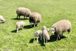 アムステルダム：ドイツ語または英語での自転車ツアー（Noord）