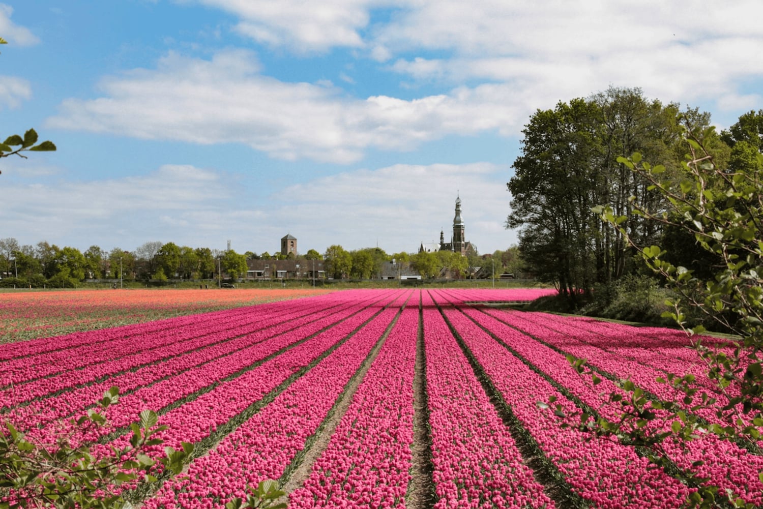 Amsterdam: busvervoer naar Keukenhof & tulpenvelden