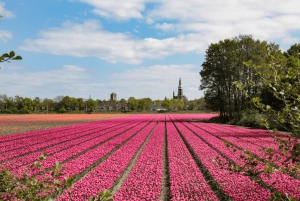 Amsterdam: busvervoer naar Keukenhof & tulpenvelden
