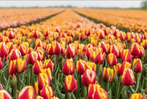 Amsterdam: busvervoer naar Keukenhof & tulpenvelden