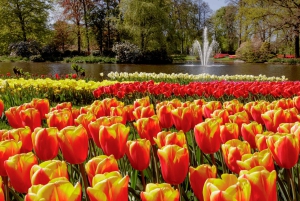 Amsterdam: busvervoer naar Keukenhof & tulpenvelden