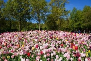 Amsterdam: Canal Cruise & Keukenhof Ticket with Shuttle Bus