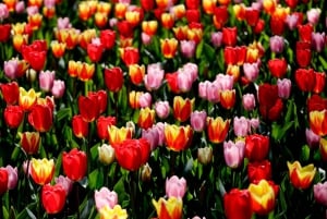 Amsterdam: Canal Cruise & Keukenhof Ticket with Shuttle Bus