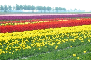 アムステルダム：チーズ、木靴、花、風車ツアー