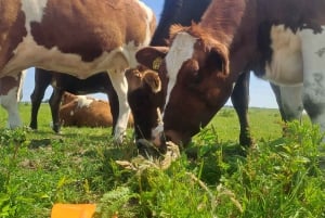 Amsterdam: Guidet tur med sykkel og kajakk på landsbygda