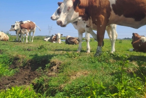 Amsterdam: Guidet tur med sykkel og kajakk på landsbygda