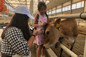 Zaanse Schans Windmühlen, Fischerdörfer und Landschaften