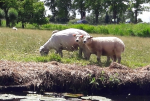 Amsterdam: Dutch Countryside Sunset Canoe Tour
