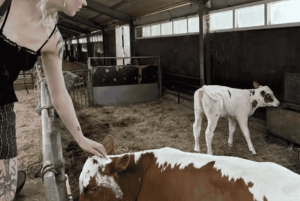 Amsterdam: E-cykel, ost, vindmølle og landskabstur