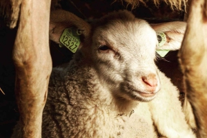 Amsterdam: E-cykel, ost, vindmølle og landskabstur