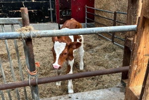 Amsterdam: E-cykel, ost, vindmølle og landskabstur