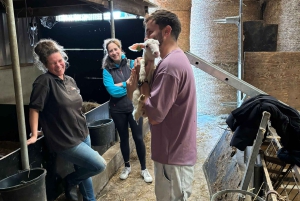 Amsterdam: E-cykel, ost, vindmølle og landskabstur