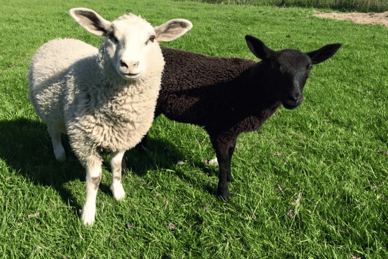 Amesterdão: passeio de um dia inteiro pelo campo