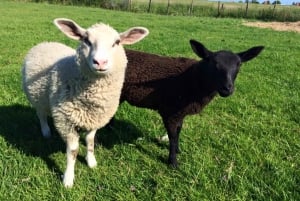 Amsterdam: całodniowa wycieczka po okolicy