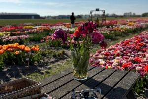 Amsterdam: Privat resa till Giethoorn med drönarbilder