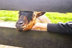 Amsterdam: Giethoorn, Zaandam & Zaanse Schans Tour w/ Pickup