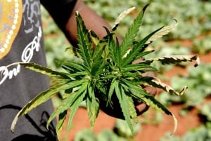 Amsterdams gröna scen: En privat tur i cannabis