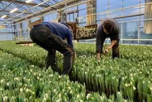Amsterdam: Guided Traditional Tulip Farm Tour