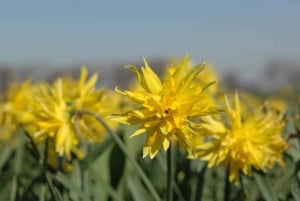 Amsterdam: Half-Day Flower Fields and Keukenhof Bicycle Tour