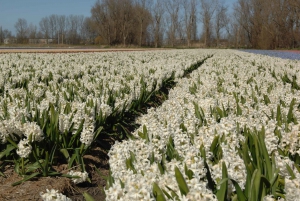 Amsterdam: Half-Day Flower Fields and Keukenhof Bicycle Tour