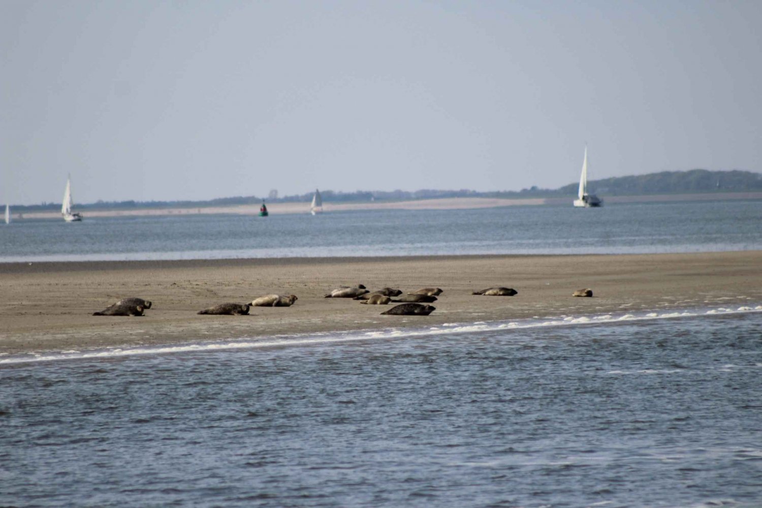 Amsterdam: zeehondensafari van een halve dag op UNESCO-locatie Waddenzee