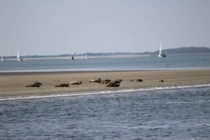 Amsterdam: Half-Day Seal Safari at Waddensea UNESCO Site