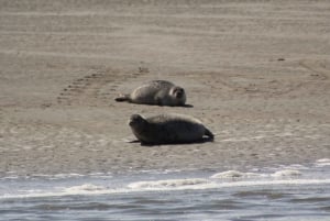 Amsterdam: Half-Day Seal Safari at Waddensea UNESCO Site