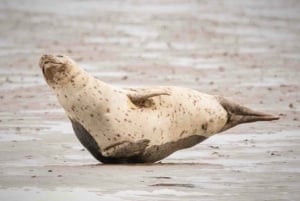 Amsterdam: Half-Day Seal Safari at Waddensea UNESCO Site