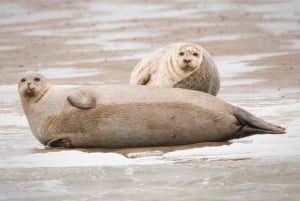 Amsterdam: Half-Day Seal Safari at Waddensea UNESCO Site