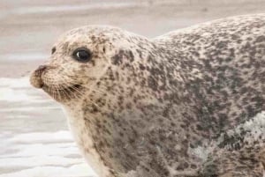 Amsterdam: Half-Day Seal Safari at Waddensea UNESCO Site