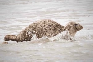 Amsterdam: Half-Day Seal Safari at Waddensea UNESCO Site